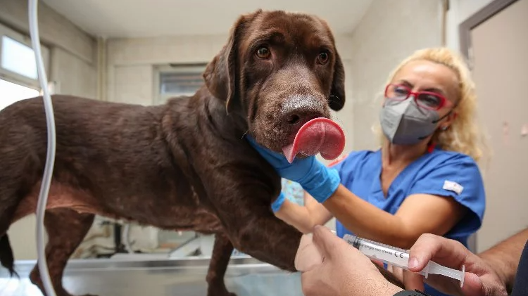 Bursa’da ilk kez bir köpek, hücre kök tedavisiyle sağlığına kavuştu