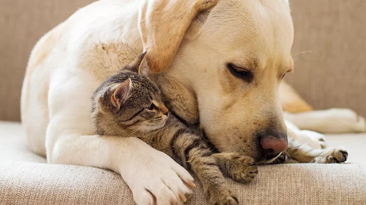 Başarısı yüzde 80'e varıyor: Kedi ve köpeklere kök hücre tedavisi